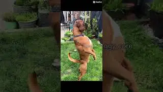#dog #dogcore #funny DOGGY CORE
