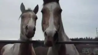 Cimarron's Horsenality