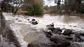 Australian Peligans At The Weir