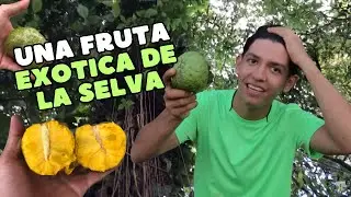 Hablemos de plantas “UNA FRUTA EXOTICA QUE NO CONOCÍAS” (Anón amazónico #4)