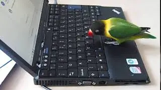 Agapornis lovebird vs. Lenovo Thinkpad trackpoint