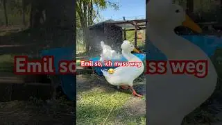Ente Bubi dreht durch und Emil geht in Deckung 😵&zwj;💫🫣#enten #shorts