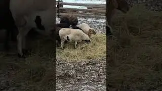 Что такое моцион и рацион?