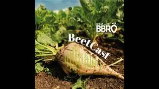 BeetCast January 2024: What's happened to my sugars?