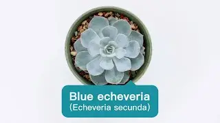 Beloved, touching--Blue Echeveria