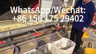 FactoryPrice Blueberry Olive Apple Orange Onion Avocado Potato Seeds Sorting Machine#sortingmachine