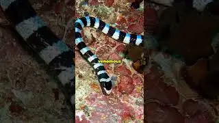 The Venomous Banded Sea Krait!