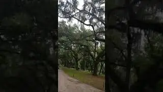 Savannah, Georgia  USA #wormsloe historic site