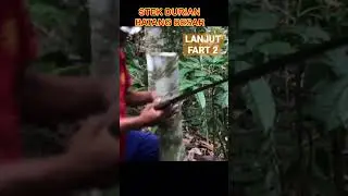 Stek Batang durian besar pasti berhasil dengan cara ini#shorts