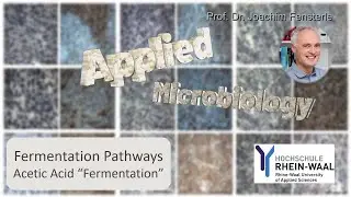 Catabolism - acetic acid 