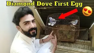 Diamond Dove Lay Her First Egg/Dove Breeding Progress😍Pets Vlog