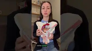 Что такое ретроградная эякуляция? #мужскоездоровье #специалистпоздоровьютазов #ретрограднаяэякуляция