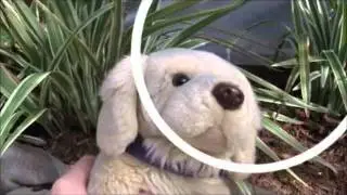 ✖Bad Dog✖ Webkinz Music Video