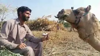 camel eating snake or jackal's meat