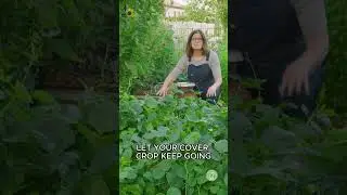 When to Cut Back Cover Crops