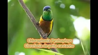 O canto da Clorofonia de peito castanho  ( Chlorophonia Pyrrhophrys  )