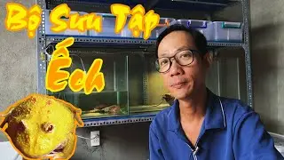 Bộ Sưu Tập Ếch Của Mình: Ếch Pacman, Ếch Bò Châu Phi - African Bullfrog / Vũ Lê Channel