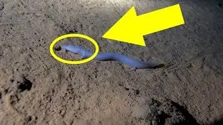 Divers Exploring An Underground Lake Find Bizarre Dragons Lurking In The Darkness