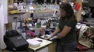 Tip for loading many gel samples quickly
