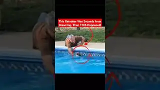 Man Rescues Drowning Reindeer from Pool | You Won&rsquo;t Believe What Happens Next! #AnimalRescue #Shorts