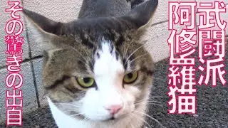 武闘派阿修羅猫、その驚きの出自　The warrior cat named 