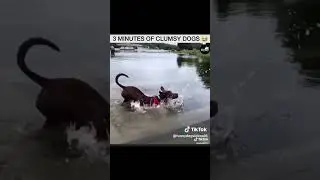 3 minutes of dogs being clumsy