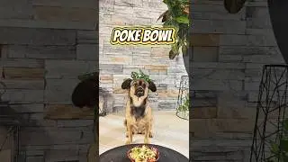 Healthy Salmon Poke Bowl for Dogs 🐟🐾 | Easy DIY Dog Recipe