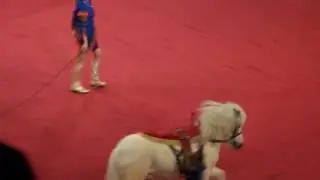 Обезьяны. Цирк. Обезьяна на пони. Monkeys. Circus. Monkey on the pony.
