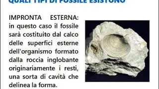 I FOSSILI - video didattico