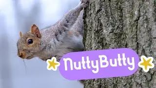 NuttyButty