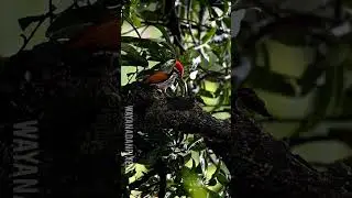 birds and rain ( wayanad )