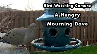 A Mourning Dove Reaching Into The Bird Feeder - Bird Watching Camera