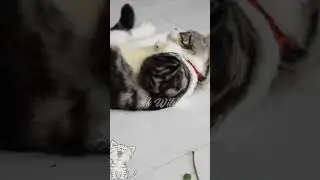 Funny cats playing videos 2023 | Cat videos funny short #shorts #cat #viral #funny #love