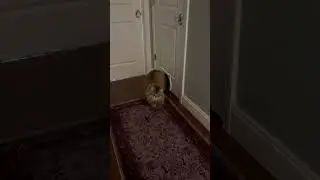 Loki using his new cat door