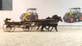 I LOVE HUCULY!!! CAVALIADA POZNAŃ 2014