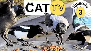 Cat TV &ndash; Urban Birds Feeding | Bird Video for Cats with Natural Sounds