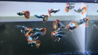 Longfin Metallic Dumbo Dragon Guppy - Show Quality - Poecillia reticulata