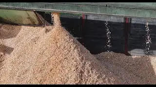 Comment les copeaux de bois OLWO deviennent des panneaux isolants Gutex