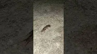 Animals Kompilation hewan lucu orong orong#shots