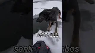 Save a wolf trapped in the ice 🥶  #animals #shorts #shortsviral
