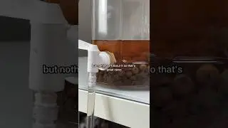 GRAPE MEAD UPDATE
