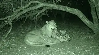 A Lioness Saved a Baby Zebra &mdash; One Year Later, What Happened Shocked Everyone