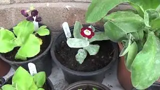 Auricula plants- Haul & repotting