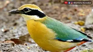 Индийская питта (Pitta brachyura) | Одна из самых красивых птиц Индии! | Шантану Кувескар