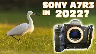 I bought the Sony A7r3 for wildlife photography in 2022. Is it worth it?