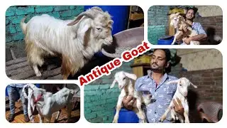 Zing Goat Bantam at Govandi by Asif STD STAR GOATS FARM