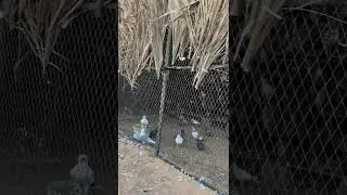 تاسيس الف مشروع حمام الف جوز شغل مميز ومرتب ويشتغل معاك اقل شي 5 سنوات تمافته تخطى 100الف ريال