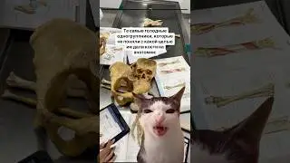 #мед #тренды #мечка #поступлениевмед #медицина #memes #студентмедик #shorts