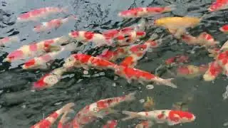 Yume Koi Japan, 150 female Tosai we are preparing for our Mud Pond