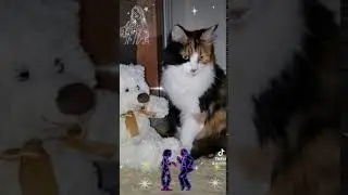 Кот #cats а будет всё равно #топ кошка так что пофиг танцуйте 👍💃